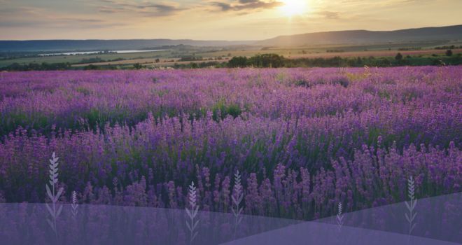 板材新典范 家居新享受丨平安树伊香板：环保优雅的完美融合(图3)