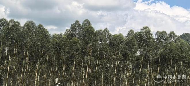 落子浙西枢纽 杰业板材江山基地开启生态免漆板发展加速度(图4)