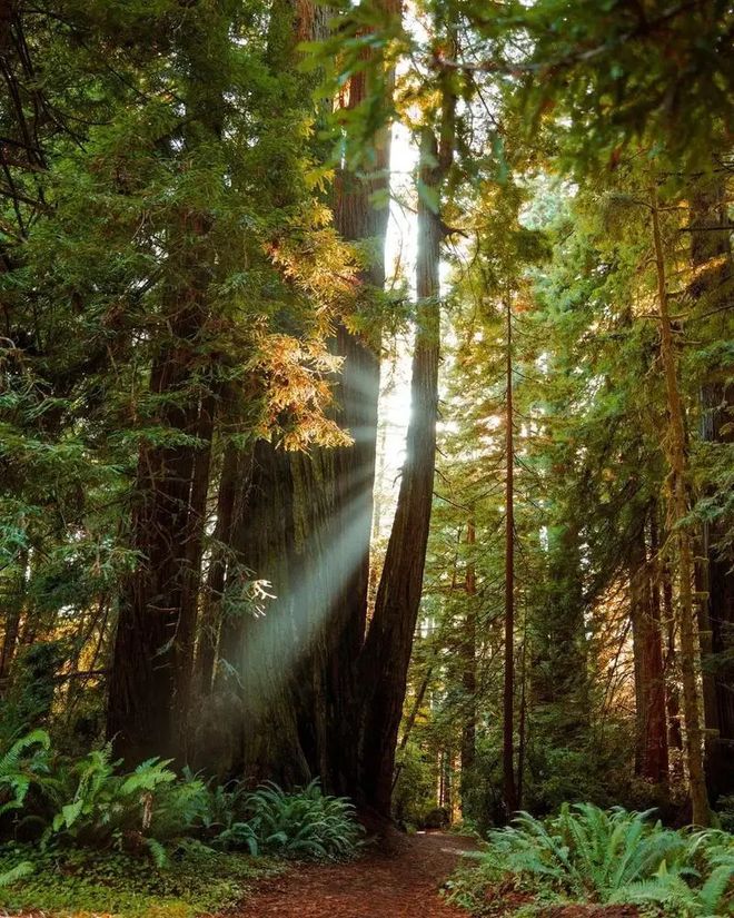 万年树丨ENF级香杉实木生态板系列让健康陪伴生活！(图3)