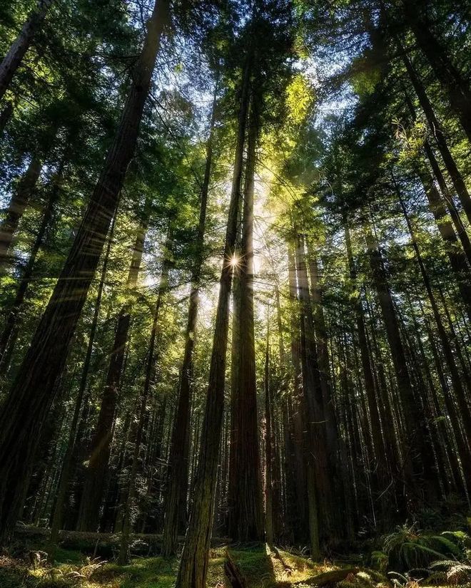 万年树丨ENF级香杉实木生态板系列让健康陪伴生活！(图2)