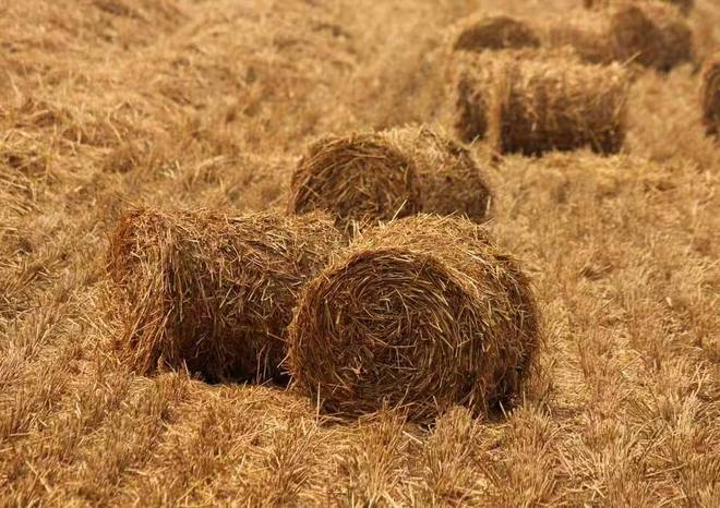 植物纤维提取技术哪家强？揭秘物理法背后的专业厂家(图3)